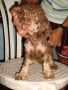 stud poodle, toy poodle, rare, stud toy poodle, -- Dogs -- Metro Manila, Philippines