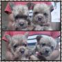 norwich, terrier, puppies, pup, -- Dogs -- Metro Manila, Philippines