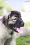 dogs, pets, caucasian shepherd, giant, -- Dogs -- Mandaluyong, Philippines