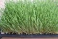 wheatgrass, seeds, barley, weightloss, -- Natural & Herbal Medicine -- Metro Manila, Philippines