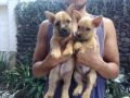 norwichterrier, rare, puppies, -- Dogs -- Rizal, Philippines