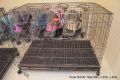 dog cage heavy duty collapsible type, -- Pet Accessories -- Metro Manila, Philippines