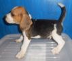 stud beagle, beagle, dogs, pets, -- Dogs -- Metro Manila, Philippines