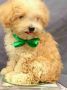 toy poodle for sale, -- Dogs -- Metro Manila, Philippines