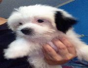 dog, dogs, puppy, puppies, lhasa apso, pets -- Dogs -- Laguna, Philippines