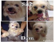 dog, dogs, puppy, puppies, lhasa apso, pets -- Dogs -- Laguna, Philippines