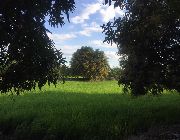 Mangoes, ripe mangoes, unipe mangoes -- Food & Beverage -- Metro Manila, Philippines