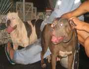 pitbull bully dogs puppy -- Dogs -- Metro Manila, Philippines
