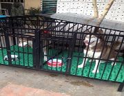 dog cage, -- Dogs -- Pampanga, Philippines