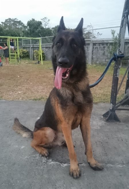 stud service, Belgian Malinois, sale, animals,pets, stud, business, pcci, income, puppies, services -- Dogs -- Metro Manila, Philippines