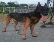 stud service, Belgian Malinois, sale, animals,pets, stud, business, pcci, income, puppies, services -- Dogs -- Metro Manila, Philippines