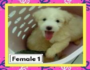 puppy for sale, puppy for sale, puppy, maltese, poodle -- Dogs -- Metro Manila, Philippines