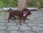 Poodle, phantom, toy poodle, dogs, puppies, for sale, money, valentine, birthday, graduation, heart, love, pets, kids, children -- Dogs -- Metro Manila, Philippines