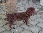 Poodle, phantom, toy poodle, dogs, puppies, for sale, money, valentine, birthday, graduation, heart, love, pets, kids, children -- Dogs -- Metro Manila, Philippines