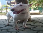 bull terrier, mini bull, terrier, stud service, dogs, for stud, mbt, business, pcci, income, puppies, services, house, home -- Dogs -- Metro Manila, Philippines