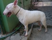 bull terrier, mini bull, terrier, stud service, dogs, for stud, mbt, business, pcci, income, puppies, services, house, home -- Dogs -- Metro Manila, Philippines