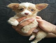 Chihuahua, Chi, Longcoat -- Dogs -- Bulacan City, Philippines