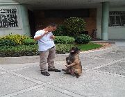 trainer, dog trainer, profressional dog trainer, handler, show handler, dog show handler -- Other Services -- Metro Manila, Philippines