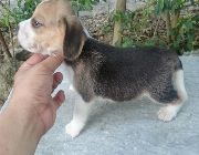 Beagle, dogs, pets, animals, for sale, kids, children, family, business, near heat, breeding, litter, puppies, money, income, sideline, dog breeding -- Dogs -- Metro Manila, Philippines