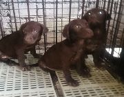 Dogs, pets, animals, for sale, supplements, vitamins, breeding, mating, puppies, POODLES, Valentines, toy poodles, children, love, heart, gifts -- Dogs -- Metro Manila, Philippines