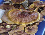 oyster mushroom, gano mushroom -- Food & Related Products -- Metro Manila, Philippines