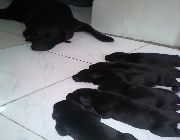 Pure Labrador Puppies -- Dogs -- Metro Manila, Philippines