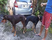 Doberman Stud Service, doberman stud, stud service -- Other Services -- Pangasinan, Philippines