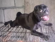 Stud pug, pups, stud services, pets, pet accessories, pet supplies, dogs, pups, for sale -- Dogs -- Metro Manila, Philippines