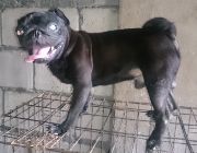 Stud pug, pups, stud services, pets, pet accessories, pet supplies, dogs, pups, for sale -- Dogs -- Metro Manila, Philippines