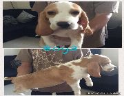 dog, beagle -- Dogs -- Metro Manila, Philippines