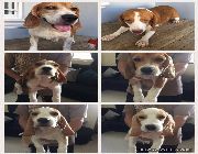 dog, beagle -- Dogs -- Metro Manila, Philippines