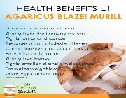 agaricus -- Natural & Herbal Medicine -- Rizal, Philippines