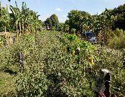 Lubao Pampanga farm piggery negotiable mango hectares titled -- Land & Farm -- Pampanga, Philippines