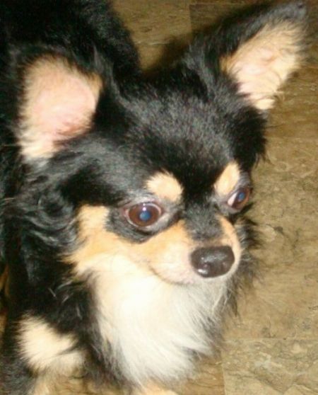 Quality Stud Long Coat Chihuahua -- Other Services -- Metro Manila, Philippines