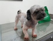 shi tzu, shi, tzu -- Dogs -- Metro Manila, Philippines