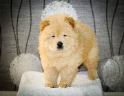 chow chow, puppies, chow chow, import line, import, red marks, puppy, dog, cat, pet, pcci, cream, black, blue, shih tzu -- Dogs -- Bulacan City, Philippines