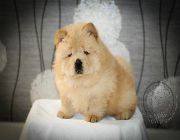 chow chow, puppies, chow chow, import line, import, red marks, puppy, dog, cat, pet, pcci, cream, black, blue, shih tzu -- Dogs -- Bulacan City, Philippines