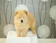 Puppies, Chow Chow, Dog, Dogs, Cream, White, Small, Cute, -- Dogs -- Bulacan City, Philippines