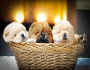Chow Chow, Puppies, Chow Chow, Import Line, Import, Red Marks, Puppy, Dog, Cat, Pet, Pcci, Cream, Black, Blue, Shih Tzu, cute puppies, cute puppy, stud, pomeranian, -- Dogs -- Bulacan City, Philippines