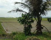 Ricefield rush sale -- Land & Farm -- Camarines Sur, Philippines