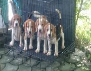 Beagle, dogs, pets, animals, for sale, kids, children, family, business, near heat, breeding, litter, puppies, money, income, sideline, dog breeding -- Dogs -- Metro Manila, Philippines