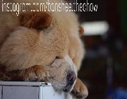 Cream Quality Chow Chow Champion Line Stud Service -- Other Services -- Laguna, Philippines