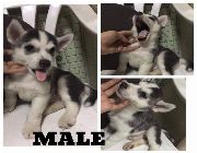 Siberian Husky, puppy, dogs for sale -- Dogs -- Metro Manila, Philippines