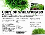 wheatgrass bilinamurato wheat grass powder now swanson -- Nutrition & Food Supplement -- Metro Manila, Philippines