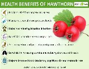 hawthorn berries hawthorn berry bilinamurato piping rock -- Nutrition & Food Supplement -- Metro Manila, Philippines