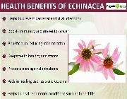 echinacea bilinamurato echinacea purpurea puritan swanson, -- Nutrition & Food Supplement -- Metro Manila, Philippines
