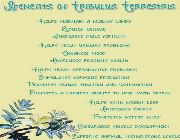TRIBULUS MAX bilinamurato Tribulus Terrestris Extract piping rock -- Natural & Herbal Medicine -- Metro Manila, Philippines