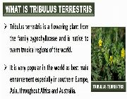 TRIBULUS MAX bilinamurato Tribulus Terrestris Extract piping rock -- Natural & Herbal Medicine -- Metro Manila, Philippines