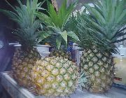 Pineapple Jam -- Distributors -- Laguna, Philippines