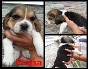 Adorable Quality Beagle Puppies -- Dogs -- Laguna, Philippines